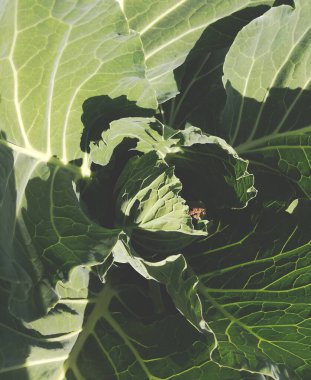 Çiçek tarlasında büyük yeşil yaprakları olan bir bitki. Lahana