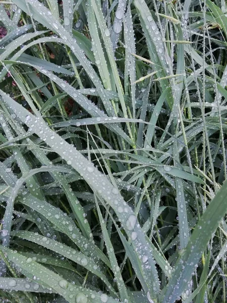 Erba verde con rugiada fredda al mattino — Foto Stock
