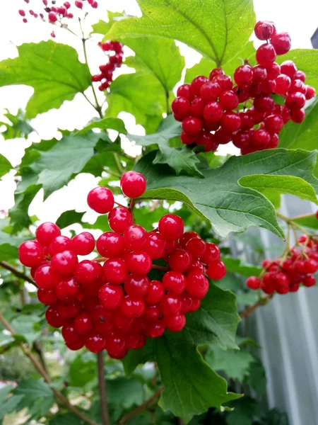 Червоні стиглі ягоди калини серед листя — стокове фото