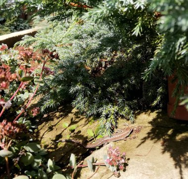 Küçük kas kertenkelesi, kozalaklı dalların arasında. 