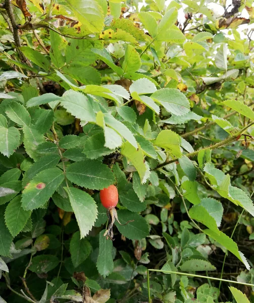 Червоні стиглі ягоди шипшини серед листя — стокове фото