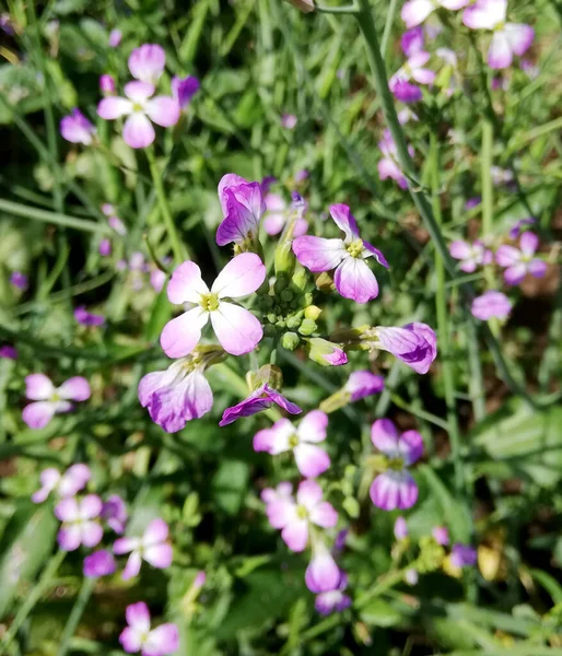 Çiçek tarhında ince çarşaflı küçük mor bahçe çiçeği. İbne. 