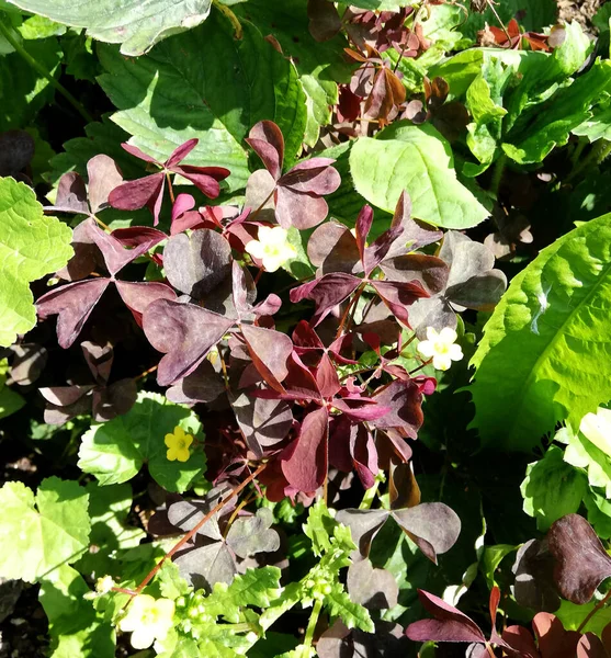decorative plant with little red leaves in garden flowerbed.