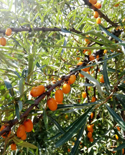 Pequenas bagas cor-de-laranja de mar-buckthorn em ramos — Fotografia de Stock