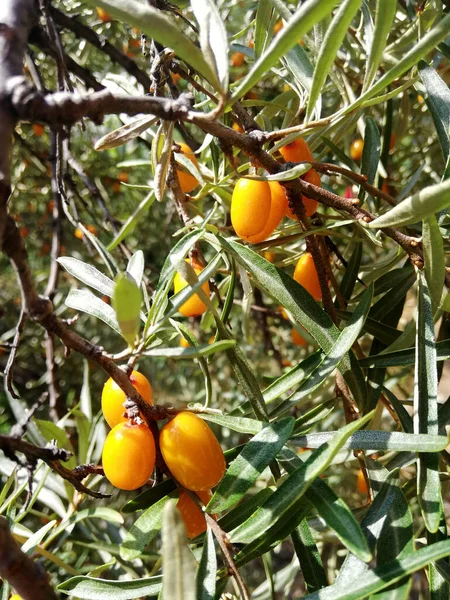 Pequenas bagas cor-de-laranja de mar-buckthorn em ramos — Fotografia de Stock