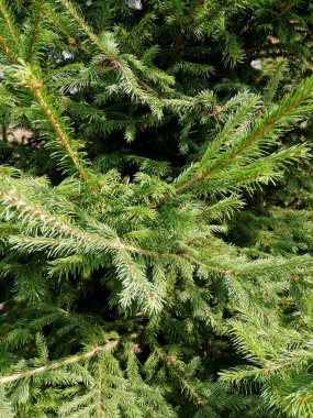 yeşil kozalaklı dalların iğneli arkaplan fotoğrafı