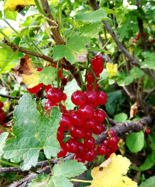 Bayas rojas maduras de grosella entre las hojas —  Fotos de Stock