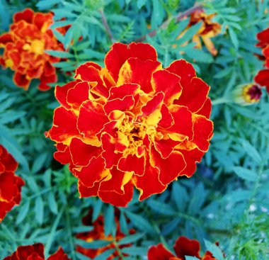 Yaprakların arasında kadife çiçeği