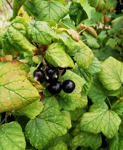 Rijpe bessen van zwarte bessen tussen bladeren — Stockfoto