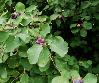  Ormandaki yaprakların arasında olgunlaşmış böğürtlen