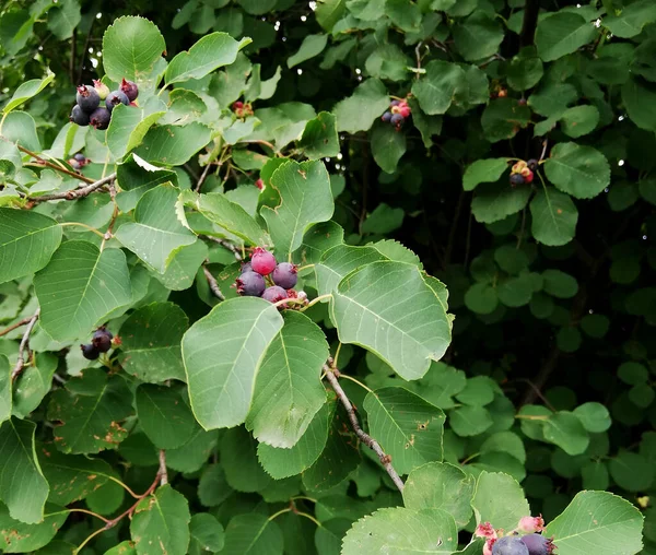 Rijpe bessen van bosbessen tussen bladeren in het bos — Stockfoto