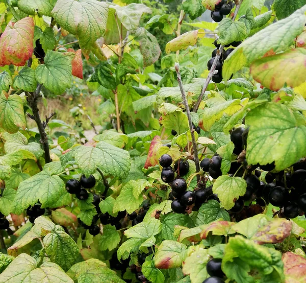 Baies mûres de cassis parmi les feuilles — Photo