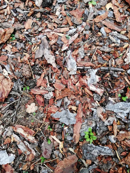 Struttura di terreno grigio secco con foglie cadenti — Foto Stock