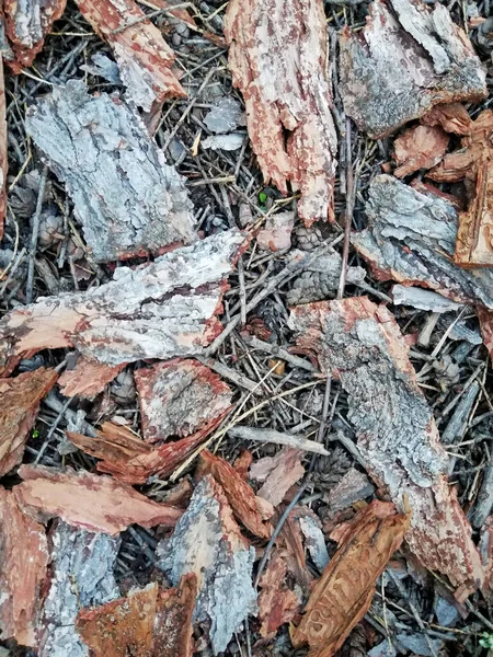 Struttura di corteccia d'albero grigia secca con incrinature — Foto Stock