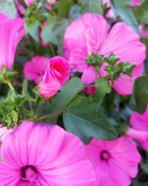 Çiçek tarhında ince çarşaflı küçük pembe bahçe çiçeği. Petunya