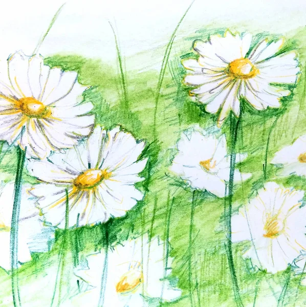 Цветной карандашный рисунок маленького белого цветка с желтым цветочным ядром тонкими листами в клумбе. Ромашка — стоковое фото