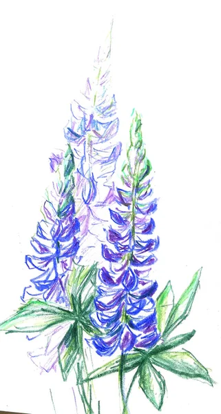 Handzeichnung Bleistift Illustration von kleinen blauen Blumen Delphinium — Stockfoto