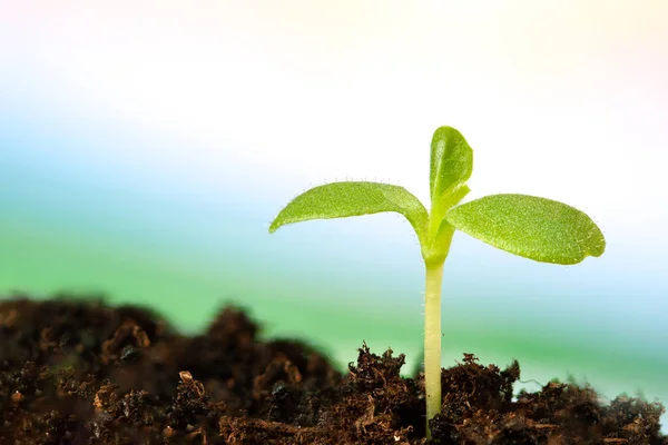 Broto Close Legumes Para Preparar Para Ser Plantado Com Espaço — Fotografia de Stock