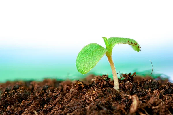 Brote Cerca Verduras Para Prepararse Para Ser Plantado Con Espacio — Foto de Stock