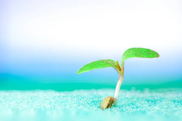 Broto Close Legumes Para Preparar Para Ser Plantado Com Espaço — Fotografia de Stock