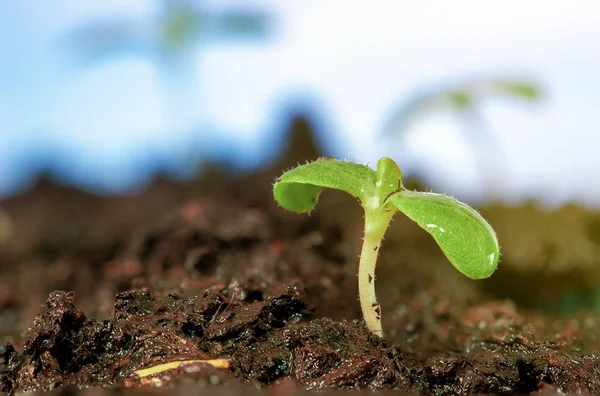 Broto Close Legumes Para Preparar Para Ser Plantado Com Espaço — Fotografia de Stock