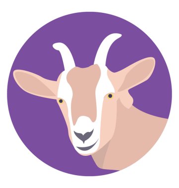 Keçi, bir hardy ruminant memeli Evcil. Süt ve et getirmiş ve canlı davranış için kaydetti 