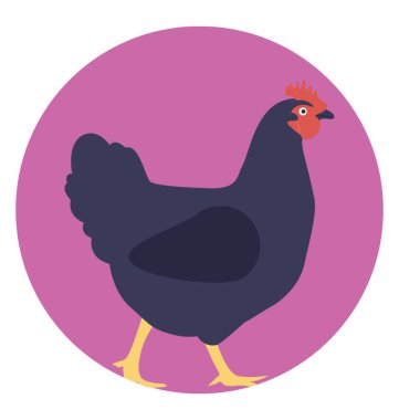 Tavuk, dişi kuş, özellikle aile içi bir kümes hayvanı 