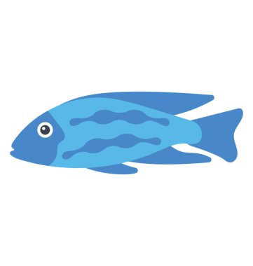 Bir mavi renk Balık çiklit aileden gelen yunus, mavi moorii olarak da bilinir 