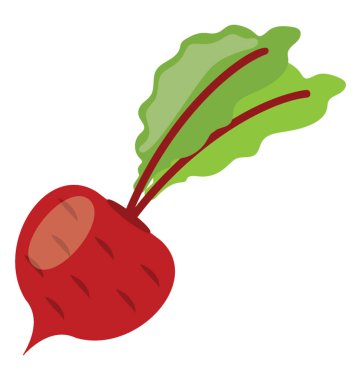 Taze salata sebze kırmızı bir tarafı köşeye sıkışmış kenarı ile renk ve pancar için diğer, simgesini yapraklar 