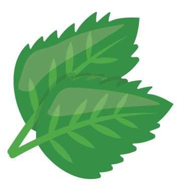 Bir bahçe maydanoz bir yapraklı bitki yemek süsleme için olduğunu 