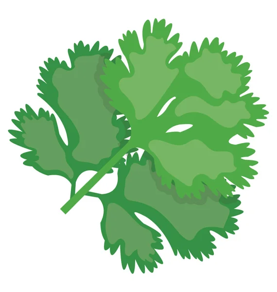 Verdura Fresca Verde Foglia Utilizzata Guarnire Pasti Che Rappresentano Coriandolo — Vettoriale Stock