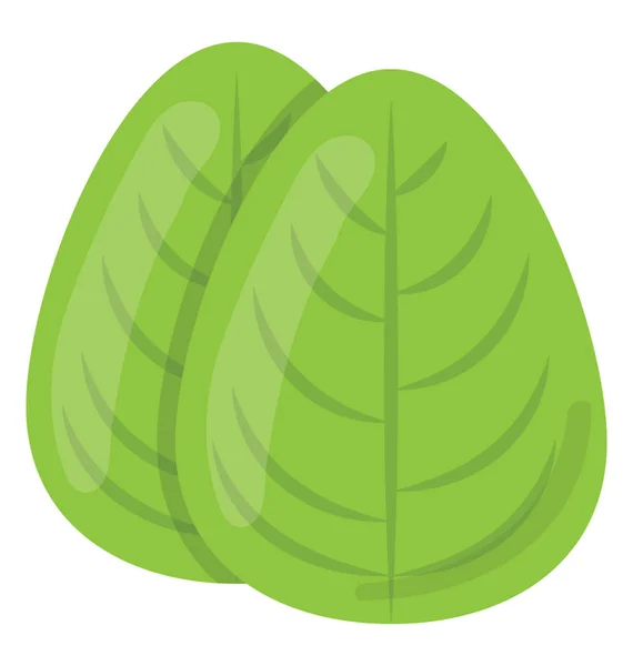 Свежий Зеленый Листовой Овощ Приготовления Пищи Обогащенный Железом Названием Шпинат — стоковый вектор