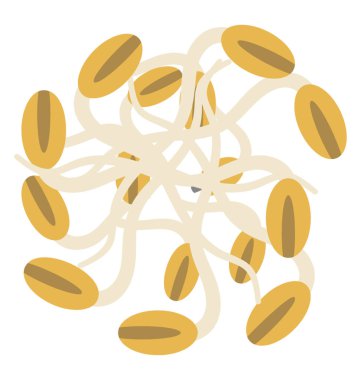 Çiğ veya pişmiş kahverengi renk tohum filizlenmişti taneler tasvir eden beyaz kökleri ile kullanılan 