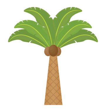 Ağaç yaprak çiçek yapılandırılmış palm ailesine ait, bu Hindistan cevizi ağacı  