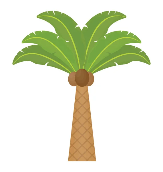 Virágos Leveles Strukturált Palm Családjába Tartozik Coconut — Stock Vector