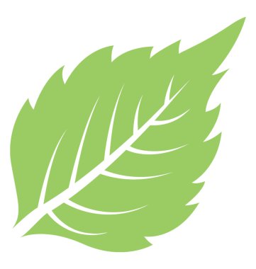 Britch yaprak vitrine dalgalı kenarlı bir ince yapılandırılmış yeşil yaprakları 