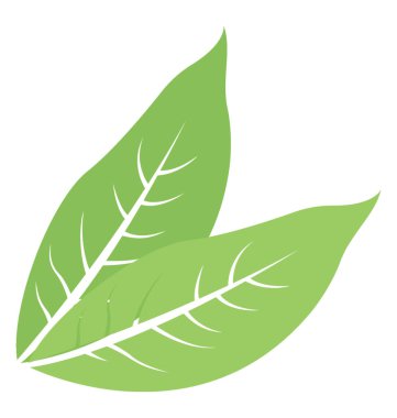 Bir ana damar ve çok sayıda damarlar büyük çıbanlar yaprak simgesini ifade eden yaprak yapısıyla