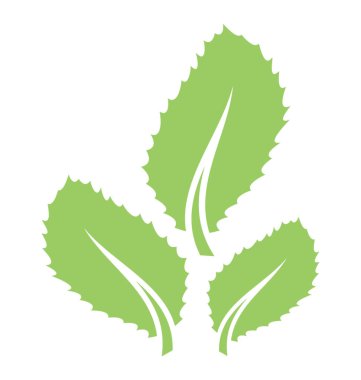 Üç yaprak vitrine dalgalı kenarlı ince yapılandırılmış yeşil yaprakları