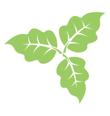 Deltoid bolleana kavak yaprağı simgesi tezahür ortada bir büyük ven ile yaprak şeklinde 