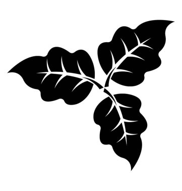 Deltoid bolleana kavak yaprağı simgesi tezahür ortada bir büyük ven ile yaprak şeklinde 