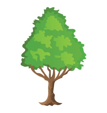 Hızlı büyüyen kavak ağacı, cottonwood 