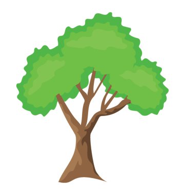 Gür bitki, Teksas dişbudak 