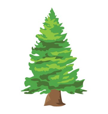 Kabarık genç şube köknar ağacı, iğne yapraklı ağaç 