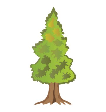 Kabarık genç şube köknar ağacı, iğne yapraklı ağaç 