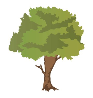 Bir genel verimli ağacı, sugarberry 