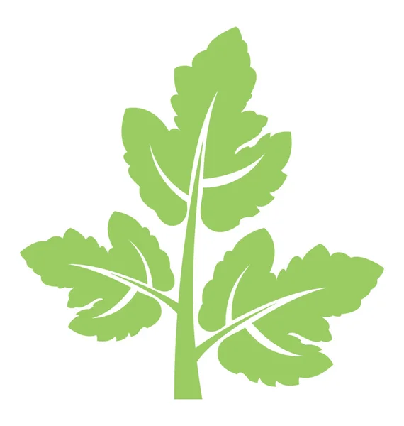Trifoliate Folioles Herbe Présente Icône Feuille Coriandre — Image vectorielle