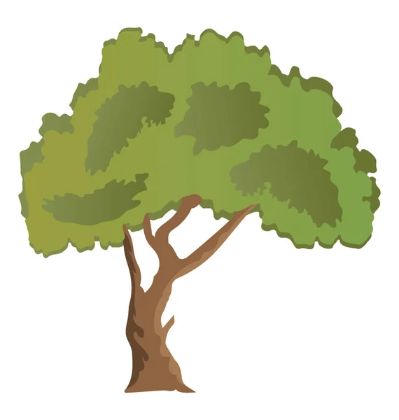 Αειθαλή Όμορφη Paperbark Δέντρο Σφενδάμνου Επίπεδη Εικονίδιο — Διανυσματικό Αρχείο