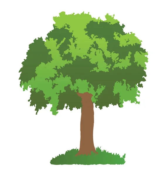 Fast Growing Poplar Tree Cottonwood — Stock Vector