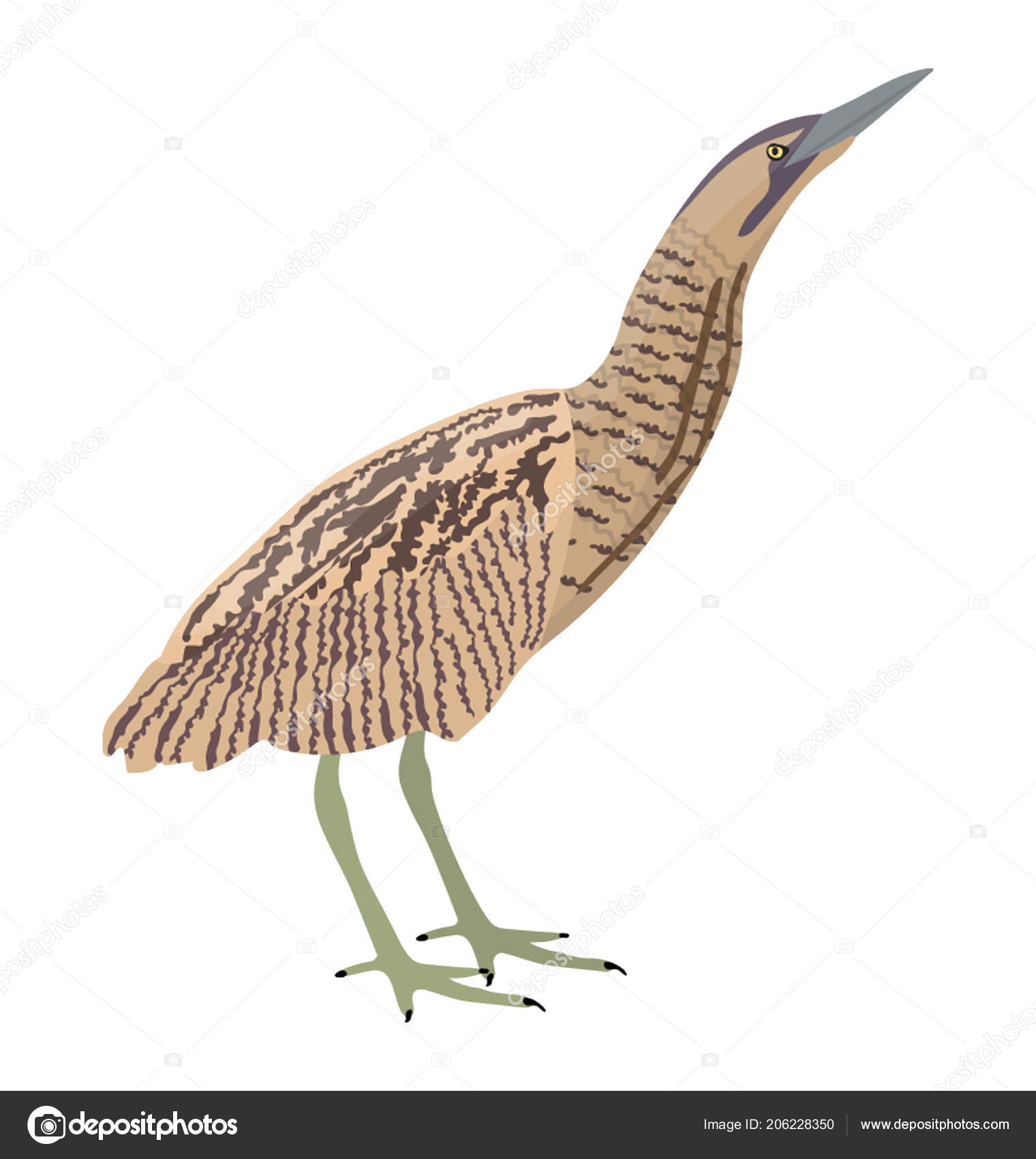 American Bittern Bird Having Thin Body Feathers Stock Vector Image By C Vectorsmarket