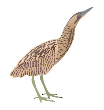 American bittern bird having thin body with feathers  clipart